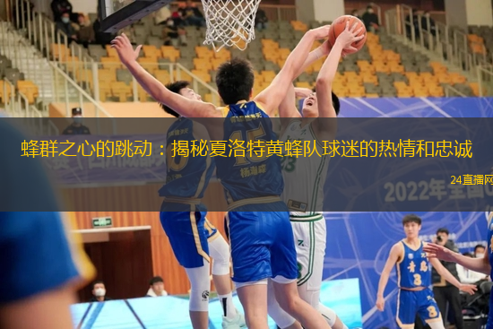 蜂群之心的跳动：揭秘夏洛特黄蜂队球迷的热情和忠诚